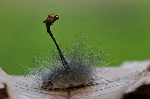 Parasitized Prints: Bonnet Mould (Spinellus fusiger) hair-like sporangiophore threads
