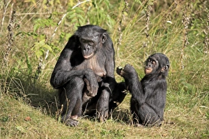 Primates Prints: Bonobo (Pan paniscus) adult female with young, sitting on grass (captive)