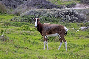 South Africa Prints: Bontebok (Damaliscus pygargus pygargus) adult