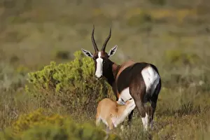 Suckles Prints: Bontebok (Damaliscus pygargus pygargus) adult female with calf, suckling, Bontebok N. P