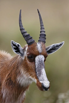 Vulnerable Prints: Bontebok (Damaliscus pygargus pygargus) juvenile