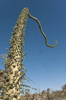 Mexican Prints: Boojum Tree (Fouquieria columnaris) trunk