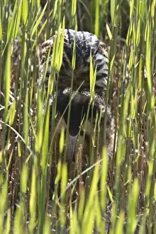 Reed Bed Prints: A booming Bittern, the bird lowers its head and rises its rear before producing the boom
