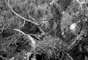 Spain Prints: Booted Eagle - Cazorla Spain 1959
