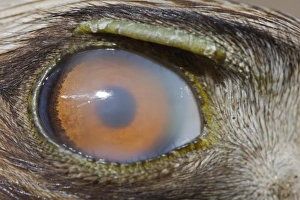 Details Prints: Booted Eagle (Hieraaetus pennatus) adult