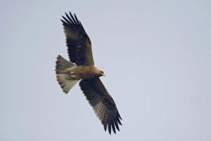 Rajasthan Prints: Booted Eagle (Hieraaetus pennatus) dark form
