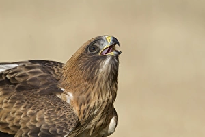 Booted Eagle (Hieraaetus pennatus) pale morph, close-up of head, drinking at pool, Castilla y Leon, Spain, August