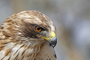 Bill Prints: Booted Eagle (Hieraaetus pennatus) pale morph