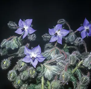 Boraginaceae Prints: Borage (Borago officinialis) Close-up of plant in flower