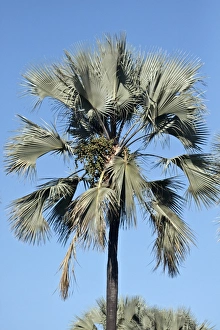 Palm Prints: Borassus aethiopum is a species of Borassus palm from Africa