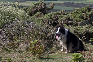 Collie Prints: Border Collie sheep dog waits for commards
