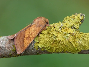 Bordered Sallow (Pyrrhia umbra) adult, resting on lichen covered twig, Cannobina Valley, Piedmont, Northern Italy, july