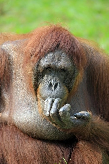 Hand Prints: Bornean Orang-utan (Pongo pygmaeus) adult female, close-up of head and hand (captive)