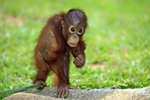Cute Prints: Bornean Orang-utan (Pongo pygmaeus) young, standing on ground (captive)