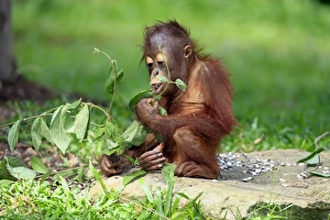 Bornean Orang-utan (Pongo pygmaeus) young, feeding on leaves, sitting on ground (captive)