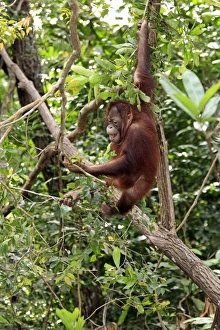 Primates Prints: Bornean Orang-utan (Pongo pygmaeus) young