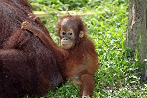 Primates Prints: Bornean Orang-utan (Pongo pygmaeus) young with mother, sitting on ground (captive)