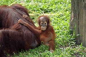 Bornean Orang-utan (Pongo pygmaeus) young with mother, sitting on ground (captive)