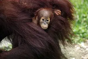 Primates Prints: Bornean Orang-utan (Pongo pygmaeus) young with mother (captive)
