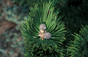 Pinus Prints: Bosnian Pine (Pinus leucodermis) Cones / February