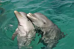 Bottle-nosed Dolphin (Tursiops truncatus) Adult with young, Roatan, Honduras, Caribbean Sea
