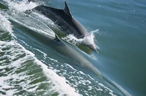 Bottlenosed Prints: Bottle-nosed Dolphin (Tursiops truncatus) Leaping in wake - Thousand Is