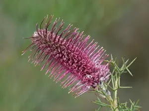Grevillea Prints: Bottlebrush Grevillea (Grevillea paradoxa) close-up of flowerspike