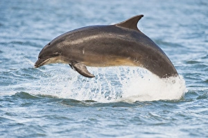 Jump Prints: Bottlenose Dolphin (Tursiops truncatus) adult