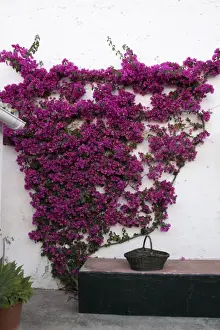 Bougainvilleas are popular ornamental plants in most areas with warm climates