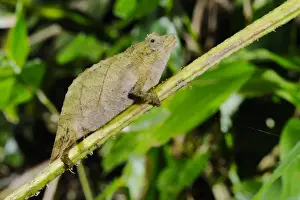 Boulenger's Pygmy Chameleon (Rhampholeon boulengeri) adult, on stem in montane rainforest, Nyungwe Forest N. P. Rwanda
