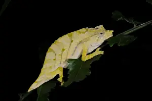 Boulenger's Pygmy Chameleon (Rhampholeon boulengeri) adult, sleeping on leaf, typical pale colour at night, in montane rainforest, Nyungwe Forest N. P. Rwanda, november