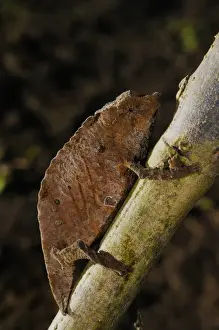 Boulengers Pygmy Chameleon (Rhampholeon boulengeri) adult, on branch in undergrowth of montane rainforest