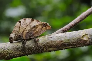 Boulengers Pygmy Chameleon (Rhampholeon boulengeri) adult, on branch in montane rainforest, Nyungwe Forest N. P. Rwanda