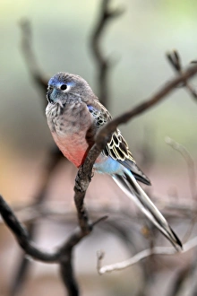 Parakeet Prints: Bourke's Parrot (Neopsephotus bourkii) adult
