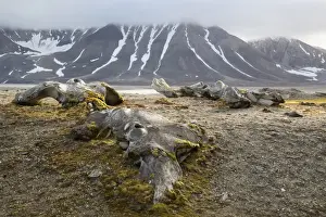 Killed Prints: Bowhead Whale (Balaena mysticetus) bones near shore in fjord