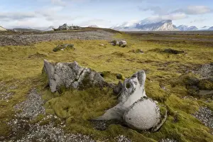 Bowhead Whale (Balaena mysticetus) bones near shore in fjord, Hornsund, Spitsbergen, Svalbard, August