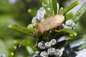 Sussex Prints: Box Bug (Gonocerus acuteangulatus) adult