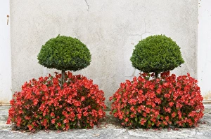 Features Prints: Box (Buxus sempervirens) clipped trees