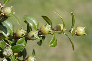Hedges Prints: Box (Buxus sempervirens) close-up of fruit and leaves
