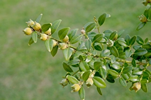 Box (Buxus sempervirens) close-up of fruit and leaves, in garden hedge, Mendlesham, Suffolk, England, August