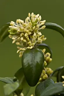 Buxaceae Prints: Box (Buxus sempervirens) close-up of male flowers with large stamens