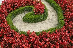 Features Prints: Box (Buxus sempervirens) decorative clipped low hedge