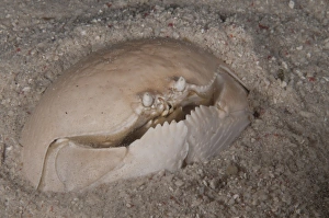 Buried Prints: Box Crab (Calappa calappa) adult, buried in sand, Mabul Island, Sabah, Borneo, Malaysia