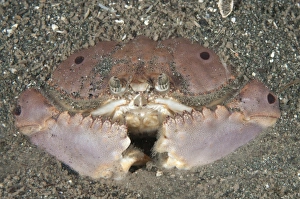 Buried Prints: Box Crab (Calappa sp. ) adult, buried in sand at night