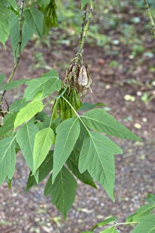 Elder Prints: Box Elder leaf and fruit. Acer negundo