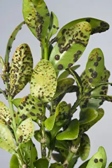 Pustules Prints: Box rust, Puccia buxi, pustules on the lower surface of a diseased parterre hedge leaves