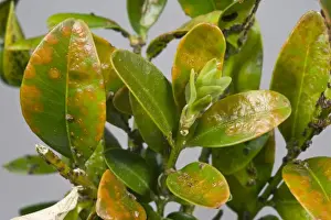 Box rust, Puccia buxi, pustules on the upper surface of a diseased parterre hedge leaves