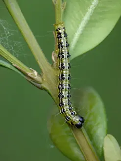 Pests Prints: Box Tree Moth (Cydalima perspectalis) introduced pest species, caterpillar