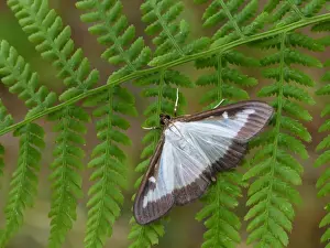 Pests Prints: Box Tree Moth (Cydalima perspectalis) introduced species