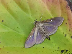 Box Tree Moth (Cydalima perspectalis) introduced species, dark form, adult, resting on decaying vegetation